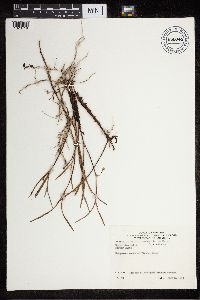 Media resource of Scaphyglottis longicaulis
