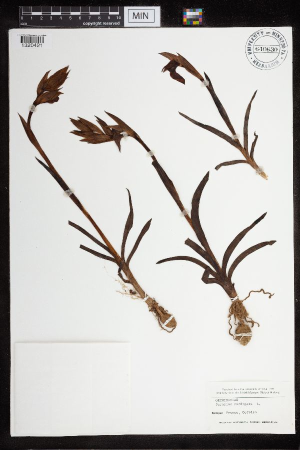 Serapias cordigera image
