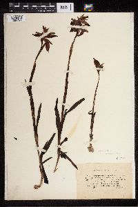 Serapias cordigera image