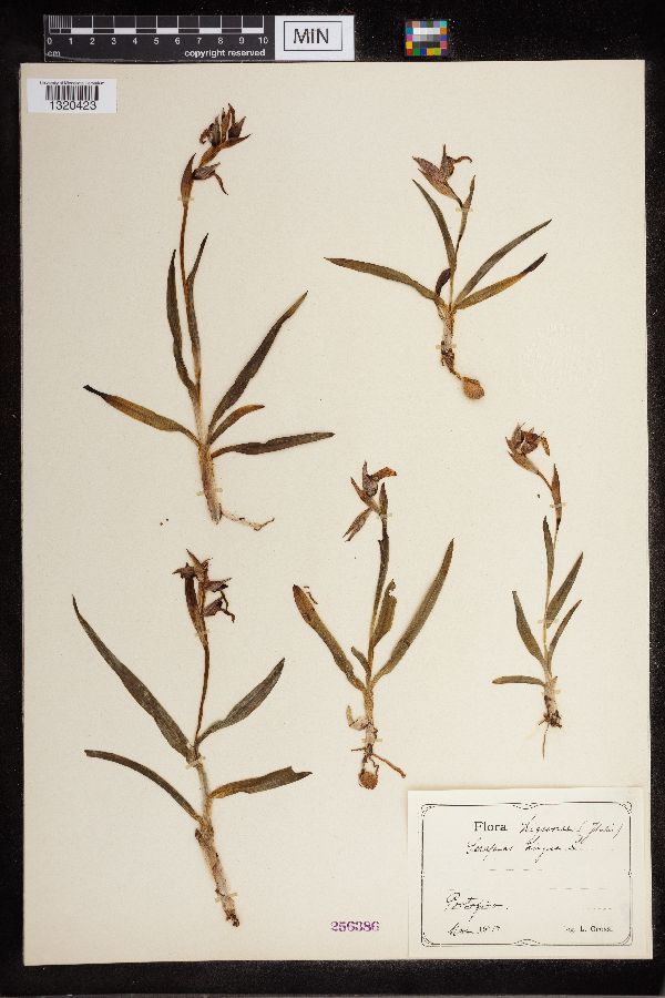 Serapias lingua image