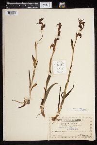 Serapias lingua image