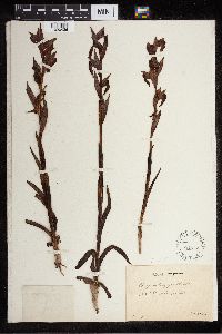 Media resource of Serapias longipetala