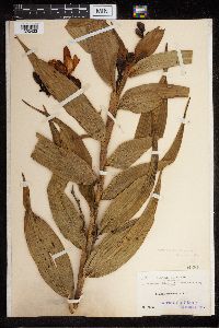 Media resource of Sobralia dichotoma