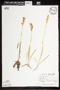 Media resource of Spiranthes romanzoffiana
