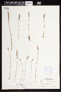 Media resource of Spiranthes brevilabris