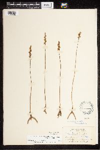 Media resource of Spiranthes lacera