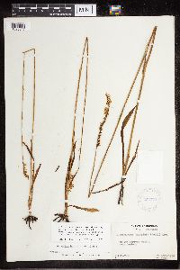 Media resource of Spiranthes laciniata