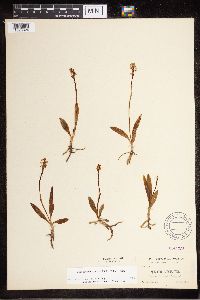 Media resource of Spiranthes lucida