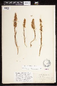 Media resource of Spiranthes magnicamporum