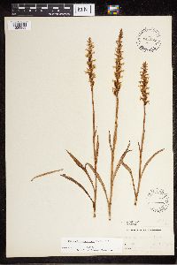 Media resource of Spiranthes ochroleuca