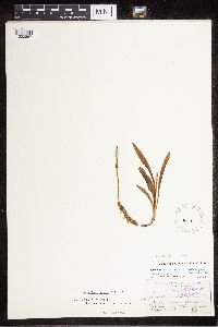 Media resource of Spiranthes odorata