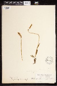 Media resource of Spiranthes porrifolia