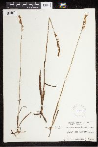 Media resource of Spiranthes praecox