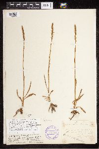 Media resource of Spiranthes lacera x ramanzoffiana