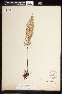 Image Associated With the Occurrence