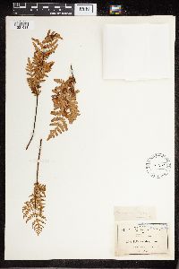 Image Associated With the Occurrence