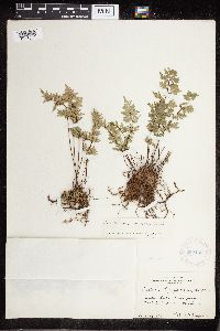 Image Associated With the Occurrence