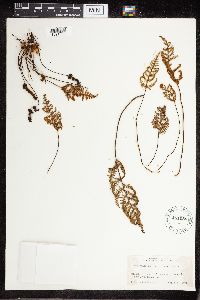 Image Associated With the Occurrence