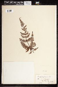 Image Associated With the Occurrence