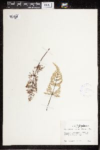 Image Associated With the Occurrence