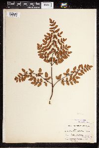 Image Associated With the Occurrence