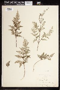 Image Associated With the Occurrence