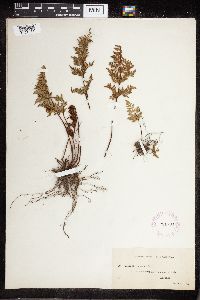 Image Associated With the Occurrence