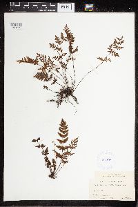 Image Associated With the Occurrence