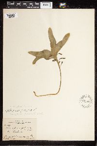 Image Associated With the Occurrence