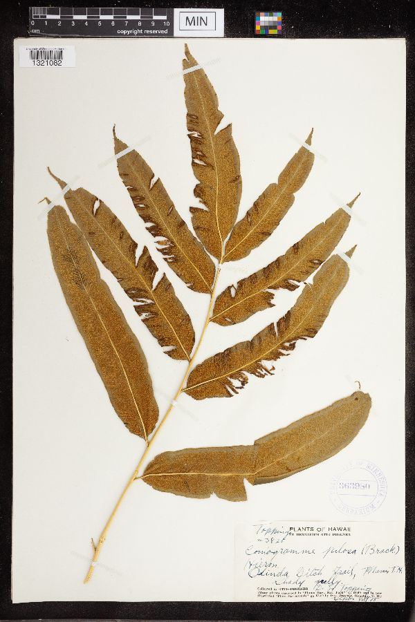 Coniogramme pilosa image