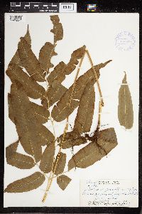 Coniogramme pilosa image
