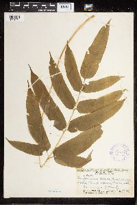 Coniogramme pilosa image