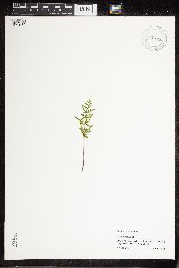 Cryptogramma stelleri image