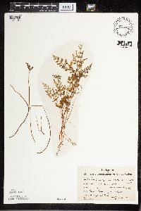 Cryptogramma stelleri image