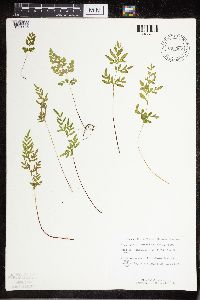 Cryptogramma stelleri image