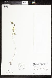 Cryptogramma stelleri image