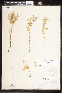 Cryptogramma stelleri image