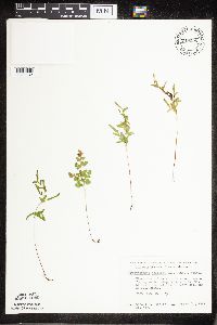 Cryptogramma stelleri image