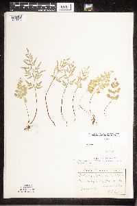 Cryptogramma stelleri image
