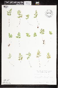 Cryptogramma stelleri image