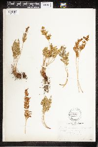 Cryptogramma acrostichoides image