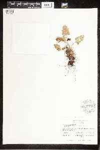 Cryptogramma acrostichoides image