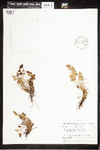 Cryptogramma sitchensis image