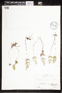 Cryptogramma stelleri image