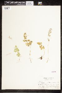 Cryptogramma stelleri image