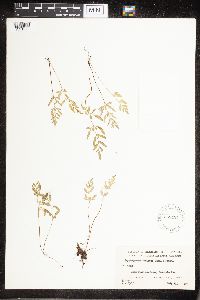 Cryptogramma stelleri image