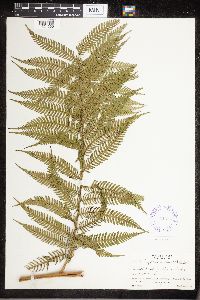Cyathea arborea image