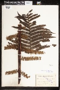 Cyathea pubescens image