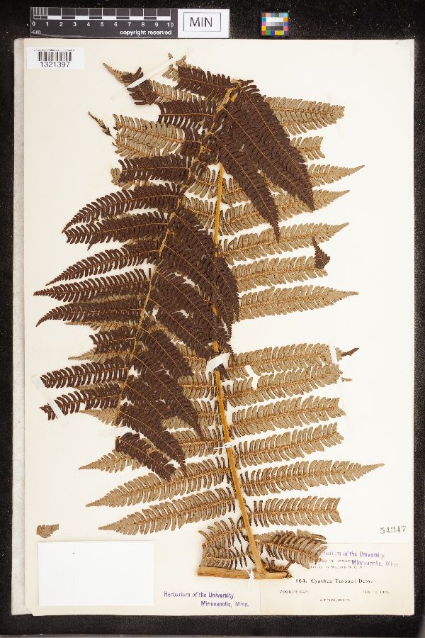 Cyathea tussacii image