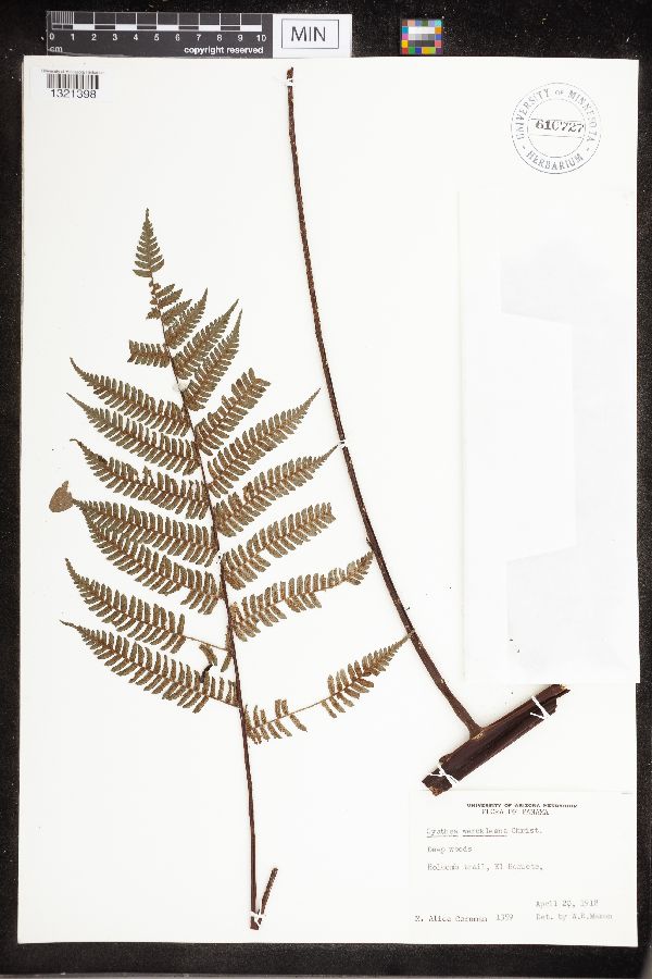 Cyathea werckleana image